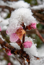 Peach Blossoms In Frozen Snow - Peach Blossoms After The Last Snowfall On The Last Day Of March