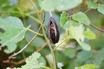 Poster - Chocolate vine fruit. Rardizabalaceae deciduous vine shrub.