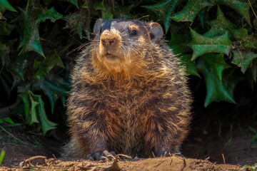 Wall Mural - A Groundhog (Marmota monax) peeking out from under a holly bush. Raleigh, North Carolina.