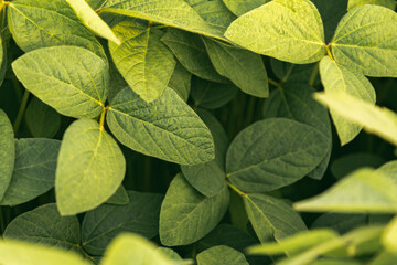 Sticker - Green leaves of soybean plant, agricultural landscape