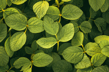 Sticker - Green leaves of soybean plant, agricultural landscape