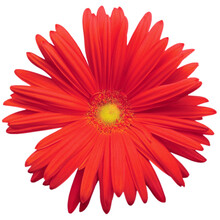 Red Gerbera Daisy Flower In Full Bloom, Blooming Head Petals Top View, Isolated Large Detailed Macro Flat Lay Closeup, Dew Drops Detail, Water Droplets After Rain