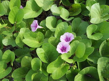 Goat's Foot Creeper,or Beach Morning Glory, Creepers Grow Near The Sea With Bright Purple Flowers And Dark Green Leaves. The Trunk Can Be Used To Relieve Inflammation From Fire Jellyfish Venom.
