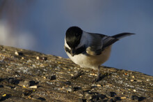 Black-capped Chickadee Going For Some Takeout