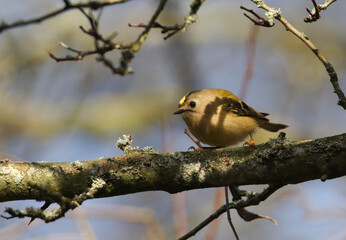 Wall Mural - A cute Goldcrest, Regulus regulus, perched on a branch of a tree in woodland. It is hunting for insects to eat.