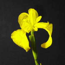 Bright Yellow Iris Flower In Close-up