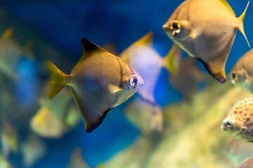 Monodactylus argenteus or silver moony fish