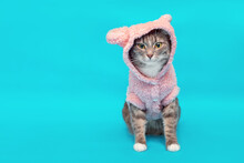 Stylish And Fashionable Cat In A Knitted Warm Fleece Hoodie With Ears. Concept Of Cute Winter Clothing For Pets