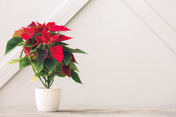 Christmas plant poinsettia on table against light background