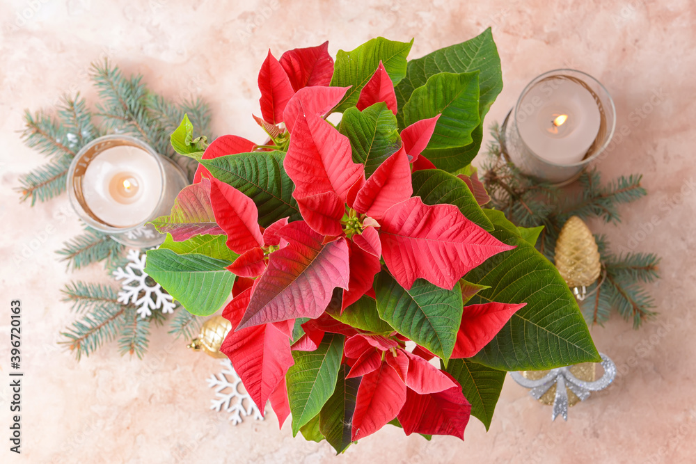 Christmas plant poinsettia and decor on table