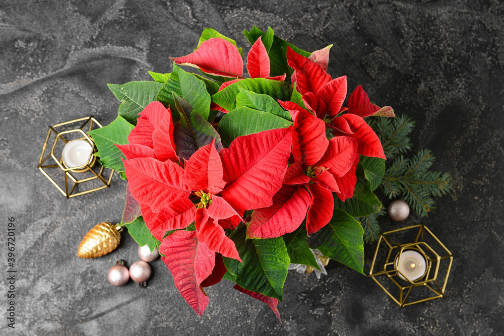 Christmas plant poinsettia and decor on table
