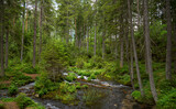 Fototapeta  - Wald in Oberort, Tragöß bei Grüner See