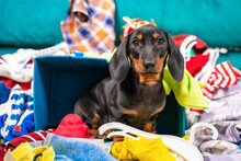 Funny Puppy Dachshund Dog Sorts Things, Sits In Pile Of Clothes And Thinks What To Wear To An Important Event