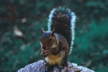 Cute Squirrel Eating A Peanut On A Tree Branch