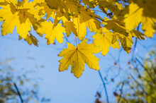 Beautiful Autumn Yellow Maple Leaves On Blue Sky