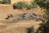Fototapeta Sawanna - Afrikanischer Elefant im Mphongolo River/ African elephant in Mphongolo River / Loxodonta africana.