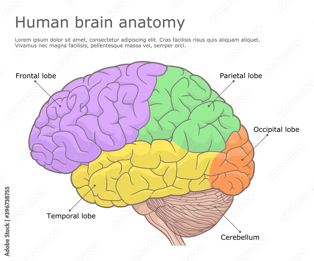 Human brain anatomy medical illustration Stock Vector | Adobe Stock