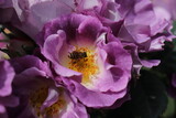 Fototapeta  - Close up view of bee feeding an purple flower