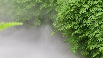 Poster - White mist and green leaves