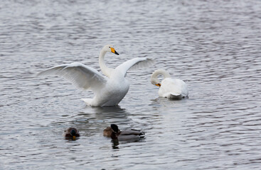 Wall Mural - A flock of Whooper swan and ducks wintering on the thermal lake Svetloe (Lebedinoe), Altai Territory, Russia