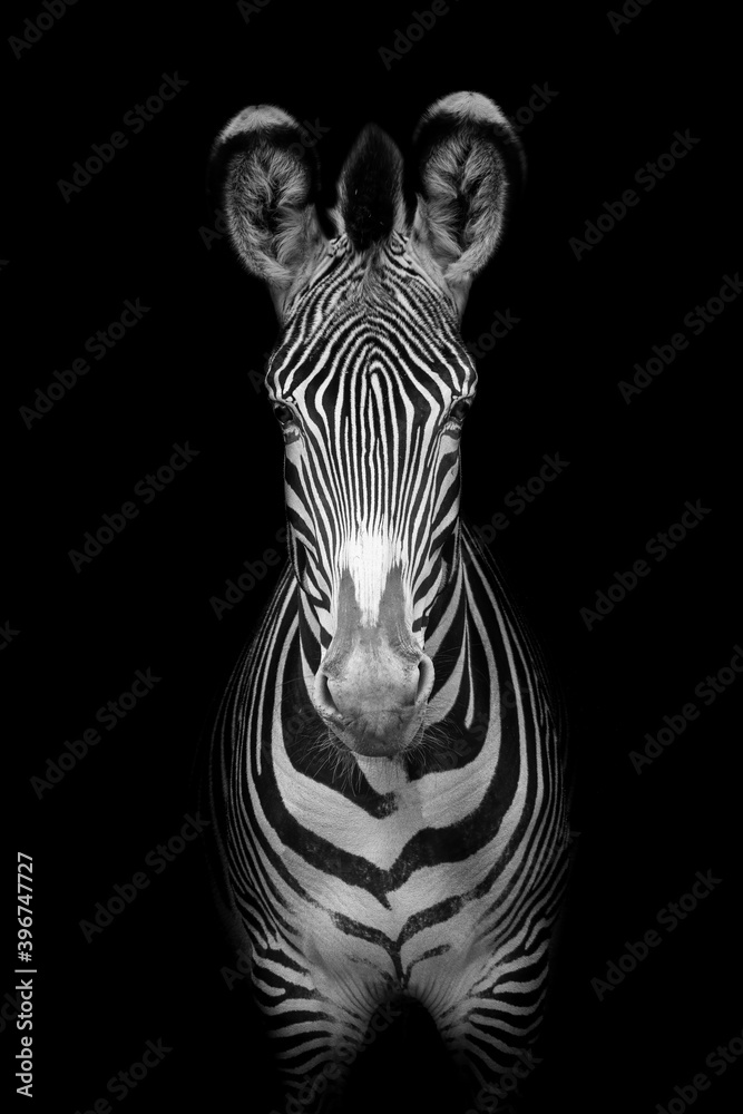 Grevy's zebra (Equus grevyi) - obrazy, fototapety, plakaty 