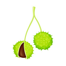 Horse Chestnut Brown Fruit In Green Spiky Capsule Shell Vector Illustration