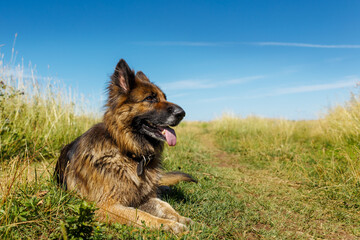 Wall Mural - German shepherd dog. The dog lies on green grass. 