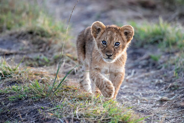 Poster - Lion cub discovers the world  in the Masai Mara National Park in Kenya