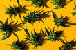 Fresh marijuana cannabis buds or flowers on yellow background.Flat lay.