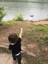 Child Feeding Canadian Geese In Lake