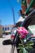 © piccaya - Flower sticking outside a car-window