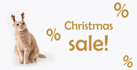 Christmas sale banner. Funny cat wearing deer horns on white background. Surprised cat. Christmas sale creative concept. Copy space