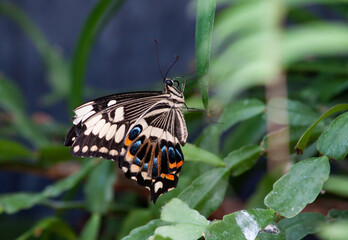 Wall Mural - butterfly sitting on green plant leaf.