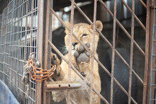Lion Cub In A Cage. Animal At The Zoo. A Wild Lion Inside A Valier. Keeping A Wild Beast In Captivity.