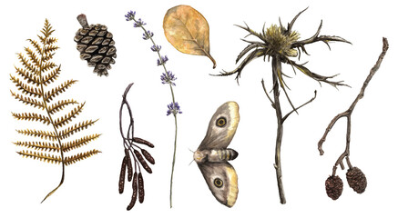 A bunch of dried flowers (watercolor vector illustration) in high quality (lavender, flower, cone, butterfly, leaves, fern, pine, moth). Perfect for pattern design and decoration