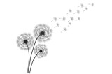 Fototapeta Dmuchawce - Black silhouette with flying dandelion buds . Vector on a white background