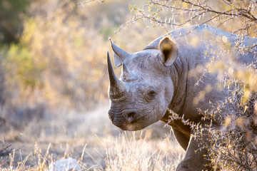 black rhinoceros (diceros bicornis) walking in the bush in the kruger national park of south africa 