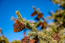 Selective Focus On Large Cluster Of Pine Cones On An Evergreen Tree.  Clear Sky Background