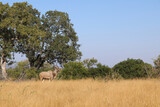 Fototapeta Sawanna - Großer Kudu / Greater Kudu / Tragelaphus strepsiceros.