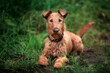 A young Irish Terrier lies on the grass and looks at the camera.