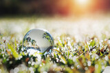 Fototapeta Las - globe glass on green grass with sunshine. eco environment concept