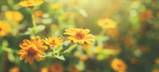 Wall Mural - yellow flower blooming with sunshine in nature background
