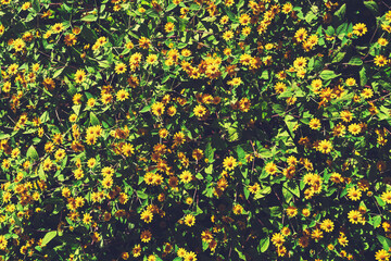 Wall Mural - yellow flower blooming with sunshine in nature background
