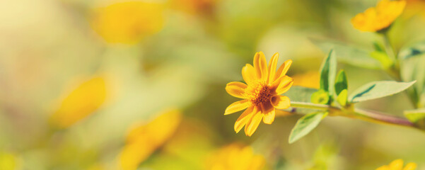 Wall Mural - yellow flower blooming with sunshine in nature background