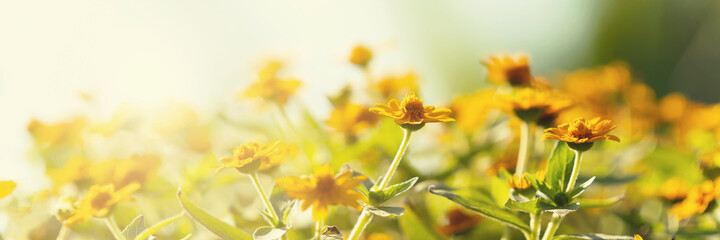 Wall Mural - yellow flower blooming with sunshine in nature background