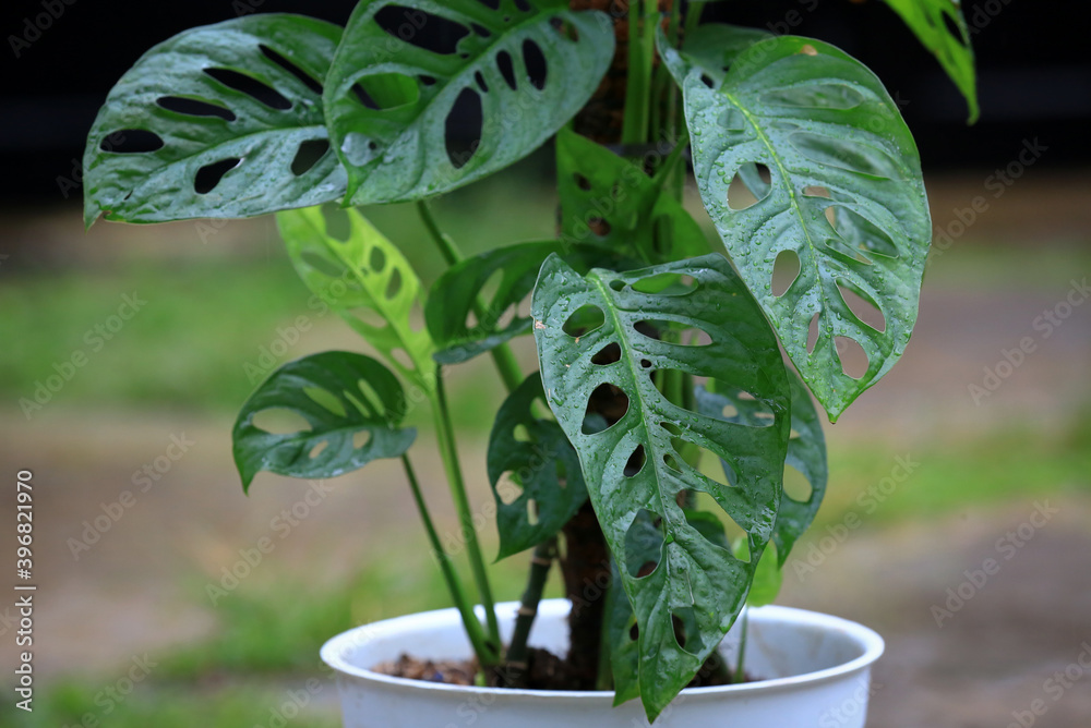 Monstera Acuminata, Monstera Adansonii, Monstera Obliqua are plants that  are currently popular. Stock Photo | Adobe Stock