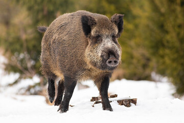 Wall Mural - wild boar, sus scrofa, walking on snowy field in wintertime nature. brown hairy swine marching on sn