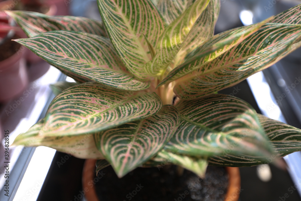 Ornamental plants Aglaonema Golden Hope. Aglaonema plants of