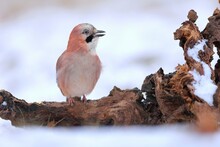 Adult Eurasian Jay, Garrulus Glandarius, Resting On The Stub Covered By Snow. Beige Bird Squawk On The Old Tree In Wintertime. Smiling Animal Sitting On The Wood.