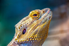 Portrait Of A Bearded Dragon Against A Colored Background